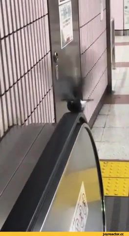 Live to win - Video & GIFs | pigeon,training,live to win,funny,humor,animals,subway,escalator,animals pets