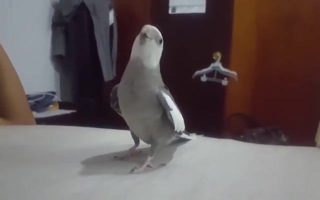My Cockatiel singing He's Pirate and Star Wars Imperial March - Video & GIFs | animals pets