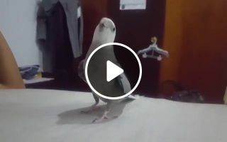My cockatiel singing he's pirate and star wars imperial march