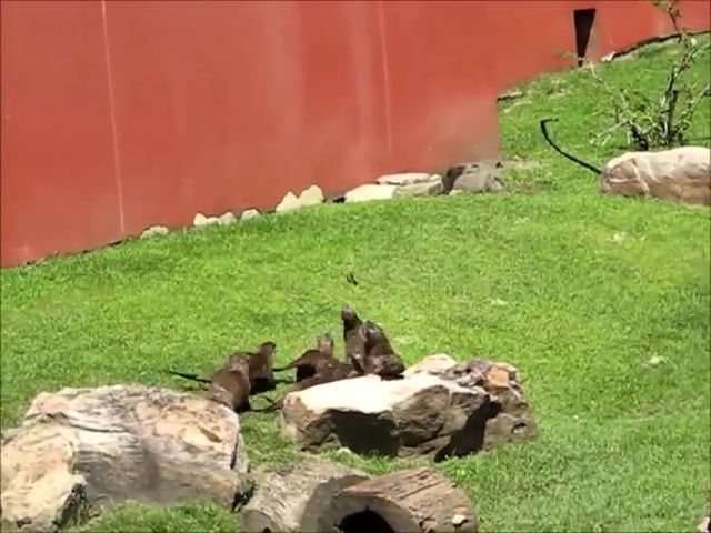 Otters chase a butterfly, Laughing, Laughter, Laugh, Humour, Cuteness, Animals, Adorable, Funny, Cute, Butterfly, Chasing, Otters, Animals Pets