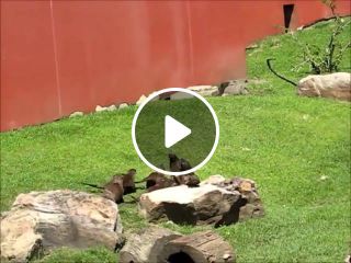 Otters chase a butterfly