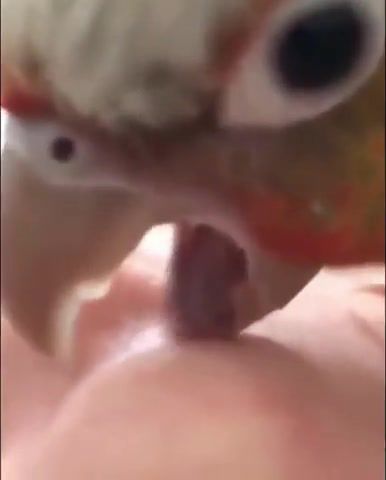 Parrot trained for, Parrot, Animals, Hub, Hub Intro, Hub Meme, Lick, Licking, Skill, Tongue, Funny, Animals Pets