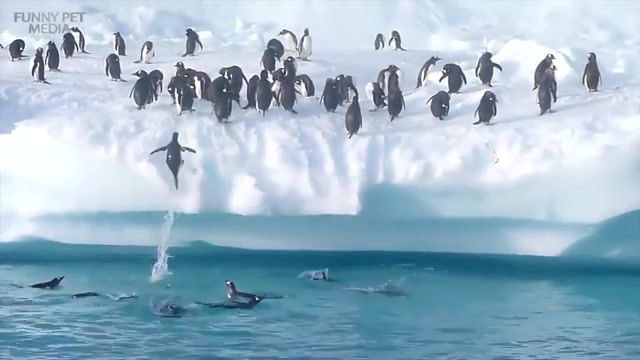 Penguin epic jump