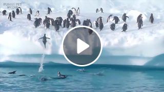 Penguin epic jump