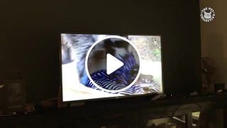 Raccoon's watching a raccoon on the TV while eating popcorn