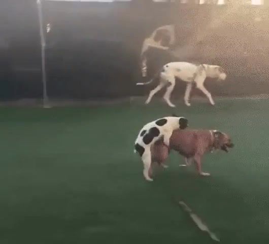 Racer - Video & GIFs | funny,dog,racer,animals pets