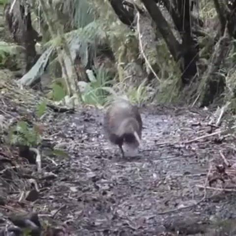 Real kiwi hours - Video & GIFs | kiwi,real hours,real kiwi hours,leave a like,share,cats on mars,like,meme,memes,vine,dank,dank memes,dank meme,funny,ifunny,animals,song,music,animals pets