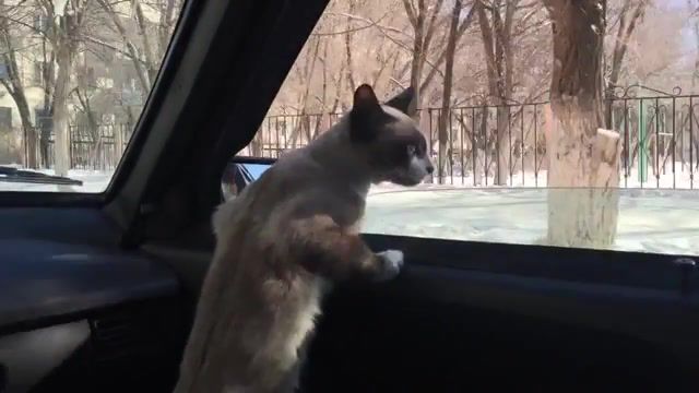 Relax with cat, animal, sema in the car, sema cat, cat sema, sema, cat in a car, car on car, animals, cat.