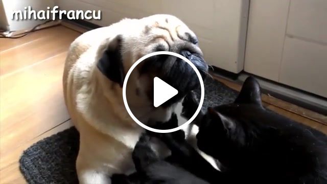 Relaxing mage, pugs, pug, funny pugs, dog, mops, cat, relaxing mage, animals pets. #1