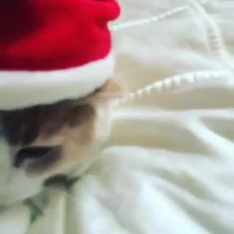 Santa Hat, Animals Pets
