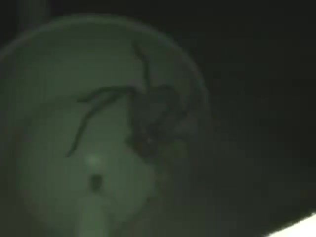 Spider above my bed, spider, huntsman, australia, holy m8, m8, mate, wtf, big spider, attack, watching, creepy, af, nope, all aboard the nope train, nope nope nope, sdrawkcablla, feeding, bed, animals pets.