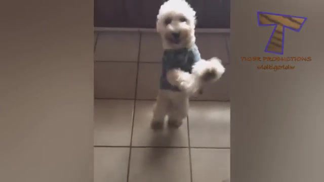 I SWEAR you will CRY WITH LAUGHTER Ultra FUNNY PETS and ANIMALS, Pet, Pets, Animal, Animals, Funny, Funny Animal, Cat, Cats, Dog, Dogs, Compilation, Funny Animal Compilation, Try Not To Laugh, Fail, Fails, Animal Fail, Animals Pets