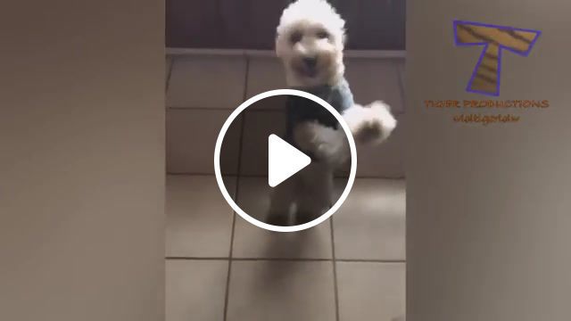 I swear you will cry with laughter ultra funny pets and animals, pet, pets, animal, animals, funny, funny animal, cat, cats, dog, dogs, compilation, funny animal compilation, try not to laugh, fail, fails, animal fail, animals pets. #0 I swear you will cry with laughter ultra funny pets and animals, pet, pets, animal, animals, funny, funny animal, cat, cats, dog, dogs, compilation, funny animal compilation, try not to laugh, fail, fails, animal fail, animals pets. #0
