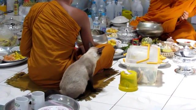 The monk, sitting, cat, food, monks, monk, temple, buddhist, buddha, animals pets.