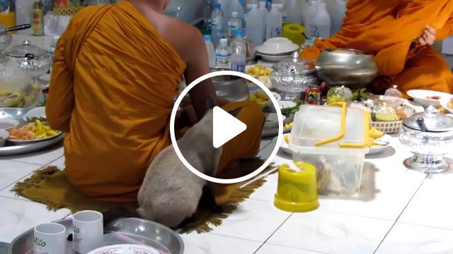 The monk, sitting, cat, food, monks, monk, temple, buddhist, buddha, animals pets. #0