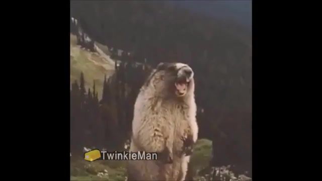 The screaming marmot, animals pets.