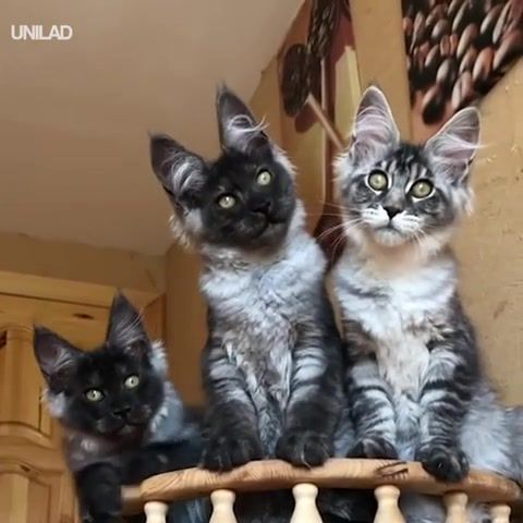 These maine coon cats though, cats, dogs, fun, love, perfect, funny, smile, fancy, moon, ishtar, animals, fantastic, perfect bunch, animals pets.