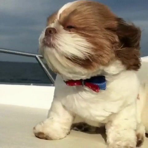 Titanic Doggo, Titanic, Doggo, Feature, Funny, Animals Pets