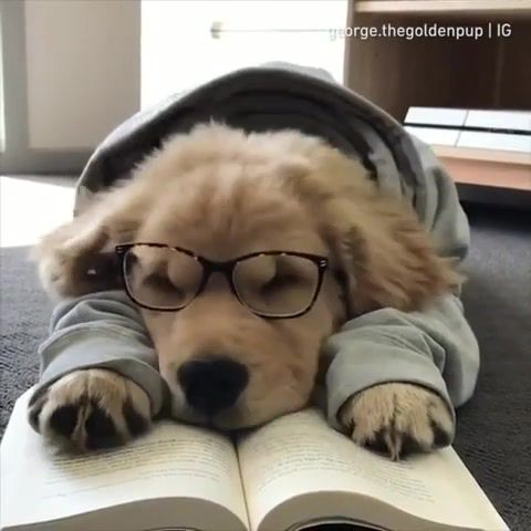 Too much reading, Cute, Pet, Golden Retriever, Adorable, Dog, Animals, Puppy, Dogs, Smile, Love, Sleepy, Fun, Holiday, Good Night, Mememe, Animals Pets