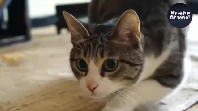 Try not Laughing. Heat Feline Edition - Video & GIFs | cute animals,try not to laugh,funny animals,try not to smile,animal edition,animals graciosos,cute cats,cute dogs,funny birds,funny animals compilation,animals pets