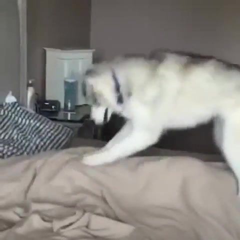 Wake up wake up wake up wake up owner, vine, daily, mornings, adorable husky attempts to wake up owner, pets, daily picks, viral, youtube, funny pictures, husky, roommates, dailypicksandflicks, animals pets.
