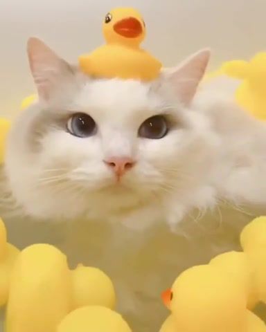 Yellow CatZ LT - Video & GIFs | wtf,cat,swim,trip,cool,eleprimer,animals pets