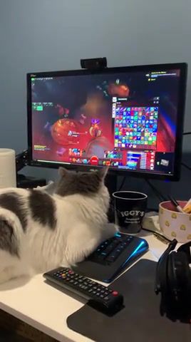 You Left Your Character Logged In While You Went To Work. Animals Pets. Cat Computer. Cat On Computer Keyboard. Play With Cats On Pc. Battle Cats On Pc.