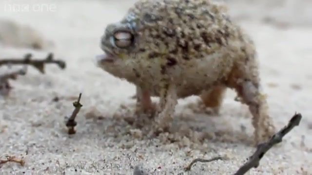 Angry Space Marine Frog - Video & GIFs | angry frog,meme,bbc,cute,warhammer,space marine,chainsword,lol,rofl,40000