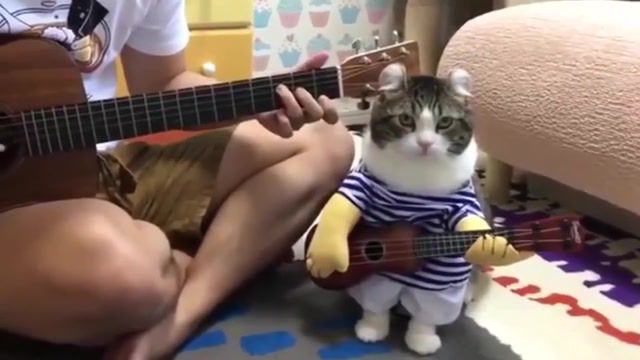 Cat, cat, music, animals pets.