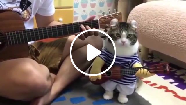 Cat, cat, music, animals pets. #0