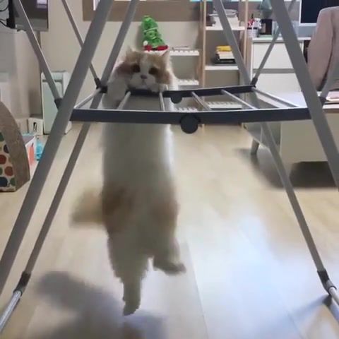 Cat at the gym, cat, cute, gym, gymnastics, chinning, animals pets.