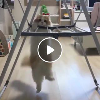 Cat at the gym