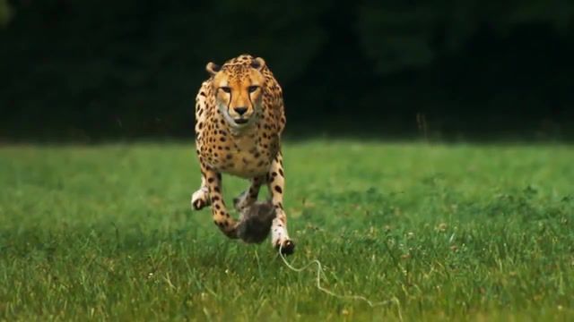 Cheetahs on the edge slowmotion, national, geographic, speedphantom, runningcheetah speed, magazinecheetah, flexflexslow, gepard, super slow motion hd, animals pets.