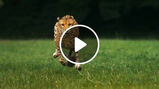 Cheetahs on the Edge Slowmotion