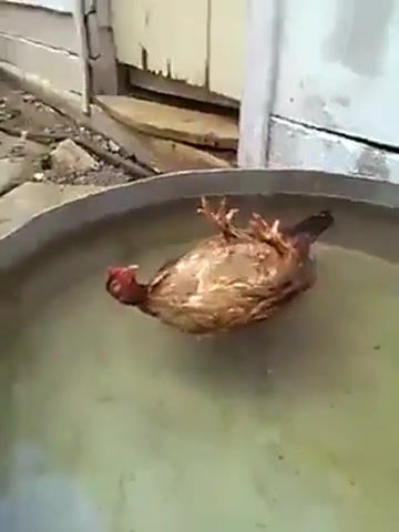Chicken chilling like a boss, chicken, chilling, like a boss, funny, animals, water, hand, music, bad boys, theme, animals pets.