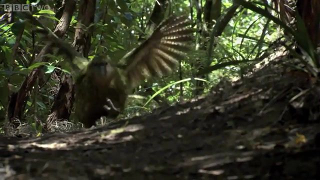 Clumsy Kakapo The flightless parrot Natural World Nature's Misfits preview BBC Two, Batman, Kakapo, The Flightless Parrot, Parrot, Nature Misfits, Clumsy Kakapo, Natural World, Bbc 2, Animals Pets