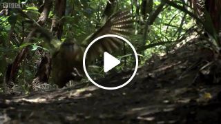 Clumsy Kakapo The flightless parrot Natural World Nature's Misfits preview BBC Two
