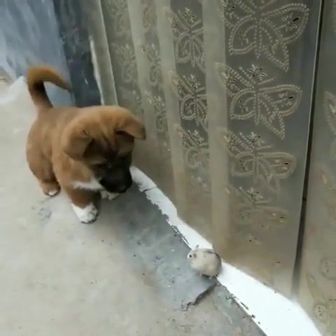 Come and play, i won't hurt you, cute animals, cute pets, cute dogs, puppies, dogs, cute, cuteanimalshare, animals pets.