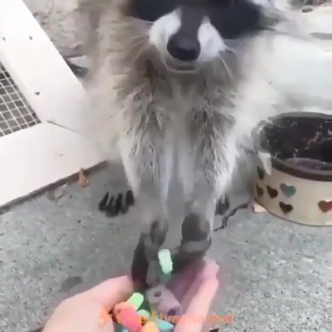 Cute, raccoon, animals, cute, animals pets.