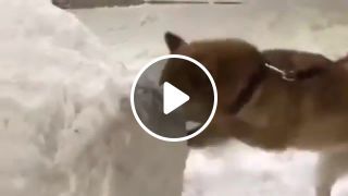 Dog digging at incredible hihg speed 1