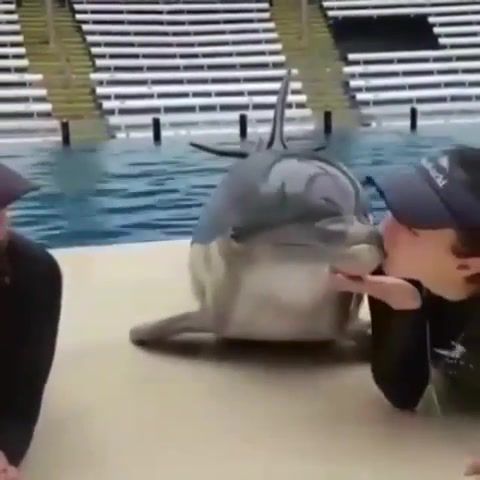 Dolphin - Video & GIFs | dolphin,memes,animals,animals pets