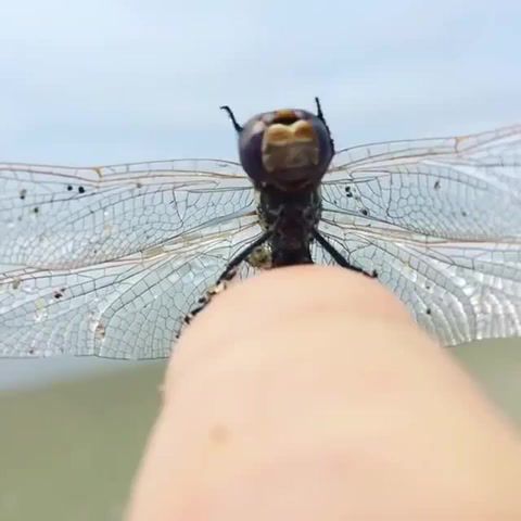 Dragonfly, animals pets.