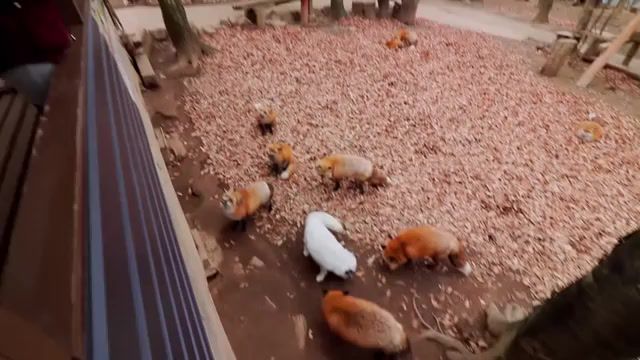 Fox Village in Japan - Video & GIFs | miyagi zao fox village,shiroishi,shiroishi fox village,fox animal park,miyagi fox village,miyagi fox,japan fox,japanese foxes,fox village,fox zoo,zao fox village,fox village japan,fox island,japan fox village,japan fox island,fox village in japan,fox island japan,kitsune mura,fox village abroad in japan,miyagi,cute foxes,fox animal,red fox,kitsune,aileen vlog,fox bark,silver fox pet,cute foxes playing,wild foxes playing,cute fox,fox,armin van buuren feat sharon den adel in and out of love,animals pets