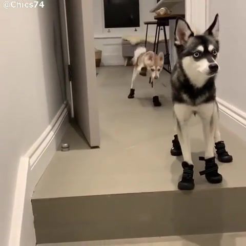Funny Puppy Husky In Shoes. Dogs. Puppy. Husky. Husky Puppy. Funny. Animals. Trap. Animals Pets.