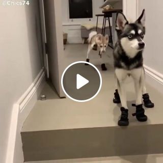 Funny puppy husky in shoes