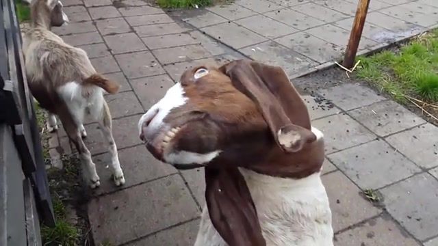 Goat - Video & GIFs | funny,animal,scary movie,animals pets
