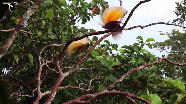 Greater bird of paradise, new guinea, dance, rainforest, canopy, lab of ornithology, cornell lab of ornithology, greater bird of paradise, birds of paradise, bird, birds, bird of paradise, animals pets.