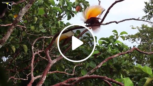 Greater bird of paradise, new guinea, dance, rainforest, canopy, lab of ornithology, cornell lab of ornithology, greater bird of paradise, birds of paradise, bird, birds, bird of paradise, animals pets. #0