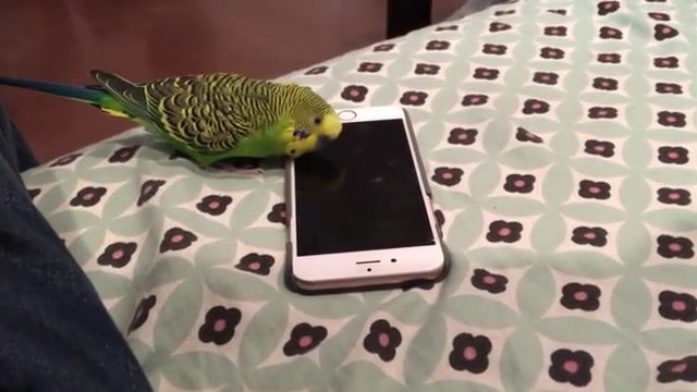 Hey Siri, Bird, Parrot, Siri, Fun, Phone, Vine, Animals Pets