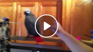Hilarious talking parrot compilation kanji the parrot sounds like a squeaky toy